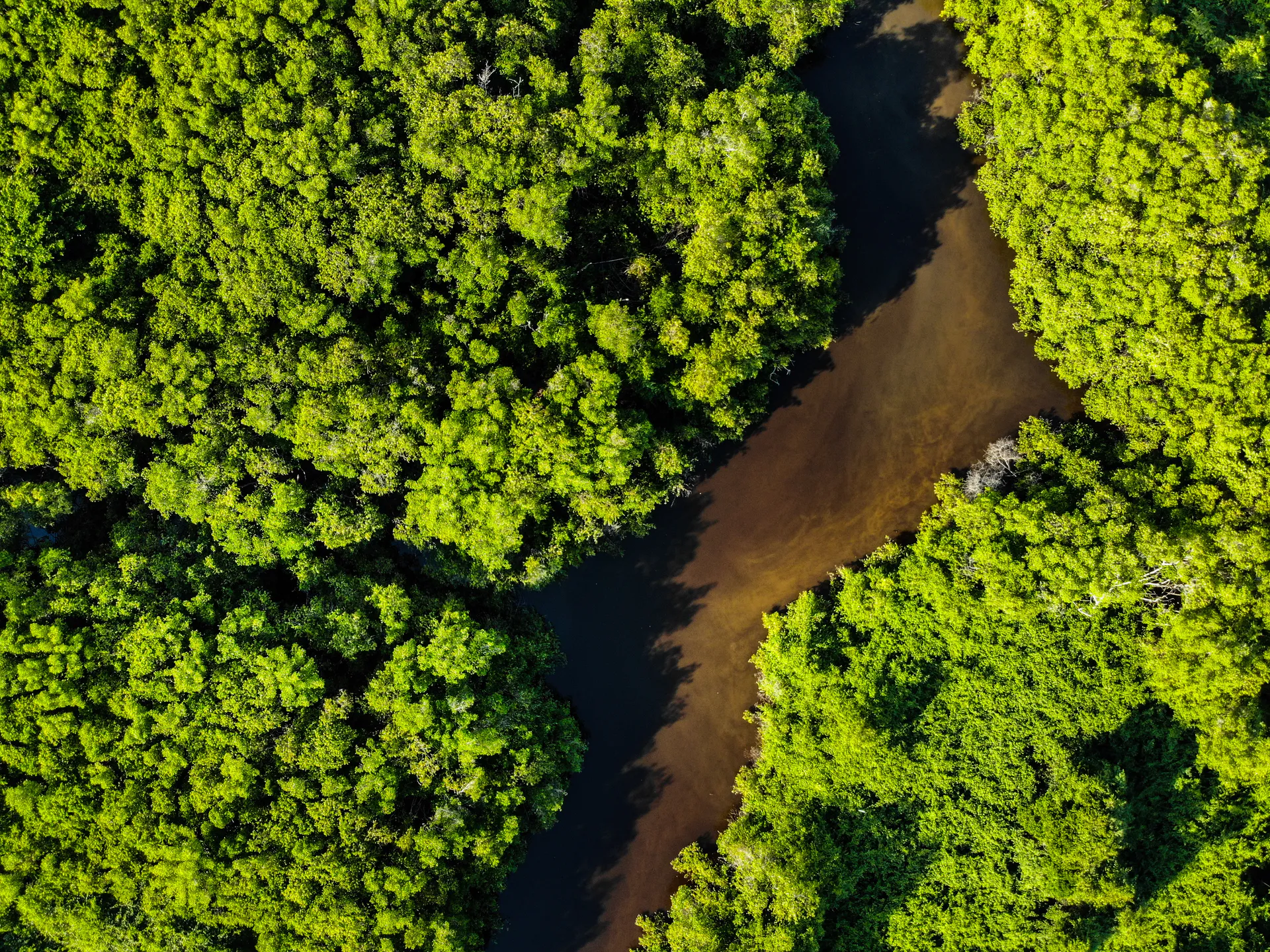 Vista aérea de um rio passando em meio à uma floresta